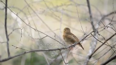 Bayan Gouldian finch, Goulds ispinozu veya gökkuşağı finch, da bilinen Gouldian finch (Erythrura gouldiae), renkli familyasından bir kuş türü Avustralya'ya endemik.