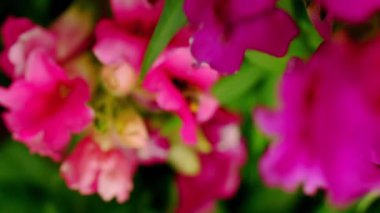 Yaz şehir bahçesinde kırmızı çiçek boyunca arı tarar.