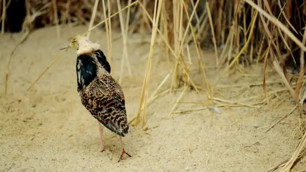 Ruff (Calidris pugnax) é uma ave de tamanho médio que se reproduz em pântanos e prados molhados no norte da Eurásia. Este sandpiper altamente gregário vive na Europa, África, sul da Ásia e Austrália . — Vídeo de Stock