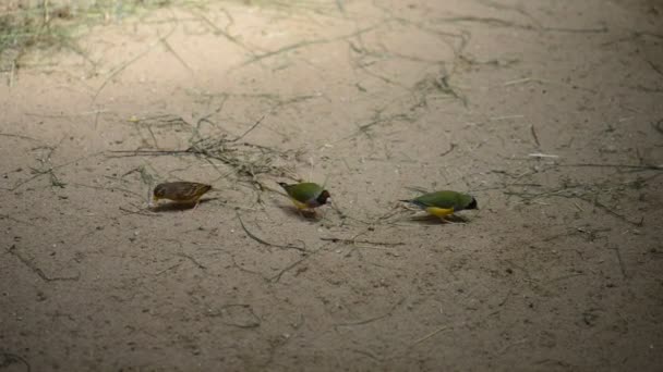 O tentilhão-de-gouldian (Erythrura gouldiae), também conhecido como o tentilhão-de-gouldian, o tentilhão-de-gouldes ou o tentilhão-do-arco-íris, é um pássaro passeriforme colorido endémico da Austrália. . — Vídeo de Stock