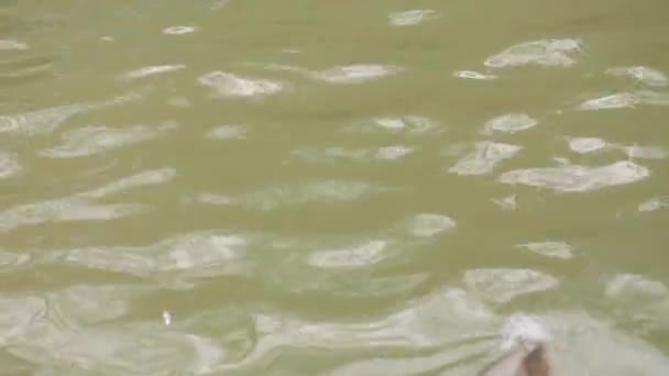 Lion de mer sud-américain (Otaria flavescens, anciennement Otaria byronia), également appelé otarie de Patagonie sur les côtes équatorienne, péruvienne, chilienne, argentine, uruguayenne et brésilienne méridionale .