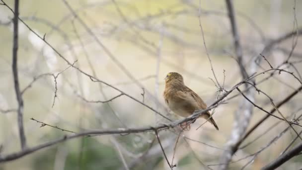 Gouldian finch (Erythrura gouldiae), také známý jako Lady Gouldian finch, městě Goulds finch nebo duhové Finchi, je barevné zpěvný pták strašilek. — Stock video