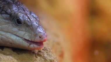 Mavi dilli skinks mahmuzlu cins içeren bazı büyük skink aile (Scincidae) üyeleri Tiliqua oluşturmaktadır. Onlar genellikle mavi dilli kertenkeleler Avustralya'da denir.