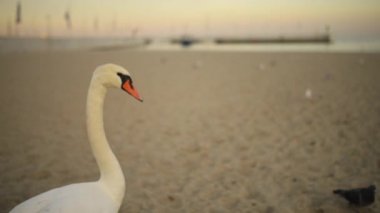 Kuğu cins kuğu içinde ailesinin Anatidae kuşlardır. Kaz ve ördek kuğu yakın akrabalar dahil. İle yakından ilgili kazlar alt familya nerede onlar kabile Cygnini formu kaz Kuğu.