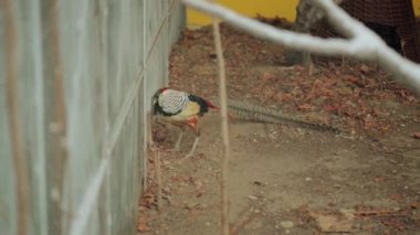 Bayan Amherst'ın sülün (Chrysolophus amherstiae) sipariş Tavuksular kuş ve aile sülüngiller var. Altın taç ile antik Yunan khrusolophos gelen cins adıdır.