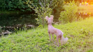 Çince Tepeli Köpek tüysüz doğurmak-in köpek var. Hangi aynı çöp içinde tarihi iki çeşitleri ve kürk, olmadan Çince Tepeli en tüysüz köpek doğurmak gibi geliyor: toz puf ve Hairless.