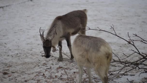 Renen (Rangifer tarandus), även känd som caribou i Nordamerika, är arter av hjort med cirkumpolär utbredning, arctic, subarktiska, tundra, boreala och bergiga områden norr. — Stockvideo