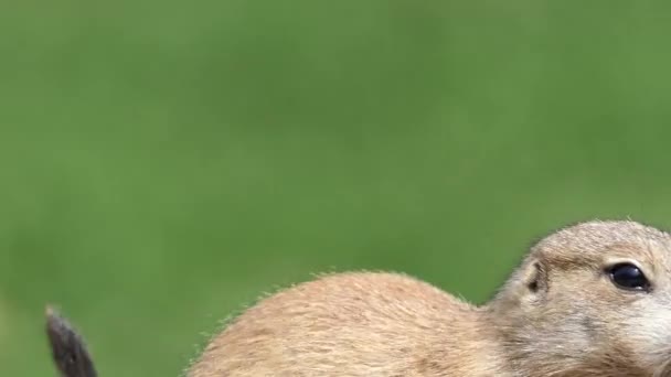 黄地松鼠 （达茅） 是大和坚固物种与裸鞋底在后脚上。它位于阿富汗、 中国、 伊朗、 哈萨克斯坦、 土库曼斯坦、 乌兹别克斯坦和俄罗斯. — 图库视频影像