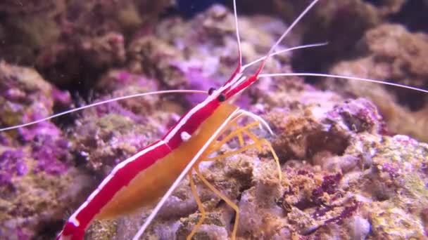 Lysmata amboinensis (Pacific schonere garnalen) is een omnivoor garnalen soort. Het wordt beschouwd als schonere garnalen als het eten van parasieten en dood weefsel van vis maakt van zijn dieet. — Stockvideo