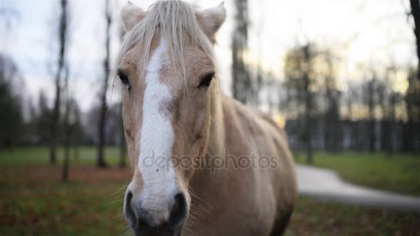 パロミノ馬スーツが牧草地で放牧します。パロミノは金メッキ、白いたてがみと尻尾から成る馬のコート色です。. — ストック動画