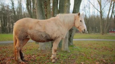 Palomino at takım mera otlatma. Palomino bir at nalı, altın ceket ve beyaz yele ve kuyruk oluşan kat rengindedir.