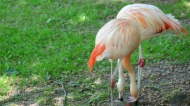 Flamingolar yürüyen kuş Phoenicopteridae bir türdür. Amerika'nın dört flamingo türler ve Afro-Avrasya iki tür vardır. Çoğu zaman, onlar renk pembe.
