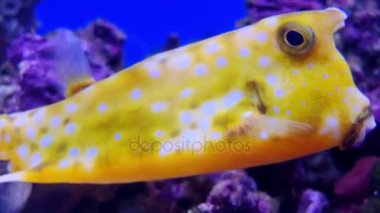 Longhorn cowfish, boynuzlu boxfish olarak da bilinir, Lactoria cornuta, boxfish Ostraciidae, başını, önden çıkıntı onun uzun boynuzları tarafından bu inek veya boğa tanınabilir aileden çeşididir
