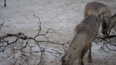 Ren geyiği karibu Kuzey Amerika, olarak da bilinir (Rangifer tarandus), circumpolar dağıtım, kutup, subarctic, tundra, boreal ve dağlık bölgelerinde Kuzey için yerel ile geyik familyasından.