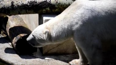 Kutup ayısı (Ursus maritimus) büyük ölçüde Kuzey Buz Denizi, onun denizler çevreleyen ve kara kütlelerinin çevreleyen kapsayan Kuzey Kutbu içinde yerel bağlantı aralığı yatıyor etobur ayıdır.
