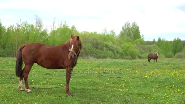 Baai paard graast op de zomer weide met sappig gras in de buurt van dorp. — Stockvideo