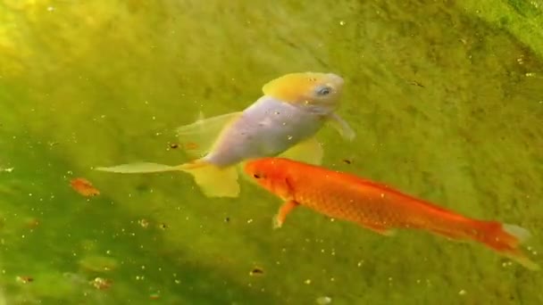 鯉や錦鯉 (草履鯉)、具体的にはアムール鯉 (コイ rubrofuscus) 屋外の koi の池の装飾的な目的のために保持されますまたは庭園の水のを色します。. — ストック動画