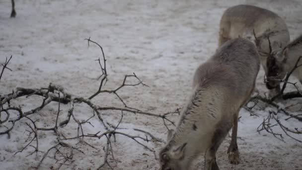 Le renne (Rangifer tarandus), également connu sous le nom de caribou en Amérique du Nord, est une espèce de cerf à répartition circumpolaire, originaire des régions arctiques, subarctiques, de la toundra, boréales et montagneuses du nord. . — Video
