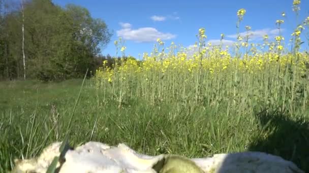 Alter weißer Schädel des Widders liegt auf dem Boden in der Nähe eines Feldes mit blühendem gelben Raps. — Stockvideo