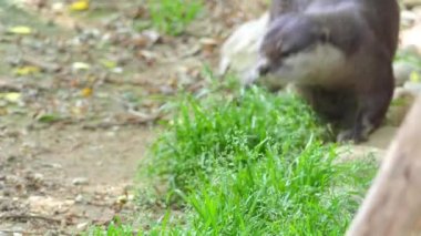 Asyalı küçük pençe otter da bilinen oryantal küçük pençe su samuru (Aonyx cinerea veya Amblonyx cinereus), dünyanın en küçük su samuru türler var. Onun pençeleri ayırt edici bir özelliktir.