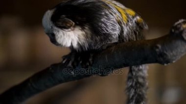 Ortak marmoset (Callithrix jacchus) yeni dünya maymun var. Bu aslında kuzeydoğu Brezilya kıyılarında, Piaui, durumlarında Paraiba, Ceara yaşamış, Rio Grande do Norte, Pernambuco, Alagoas ve Bahia.