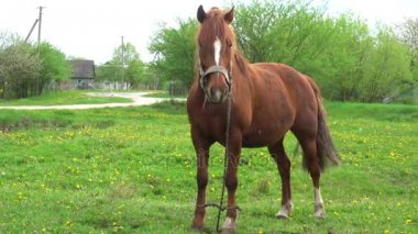 Defne at grazes village yakınındaki sulu çim ile yaz mera üzerinde.