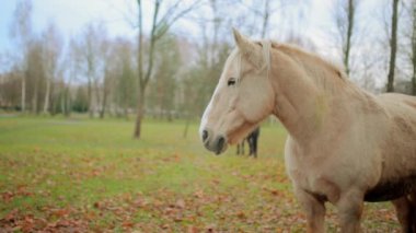 Palomino at takım mera otlatma. Palomino bir at nalı, altın ceket ve beyaz yele ve kuyruk oluşan kat rengindedir.