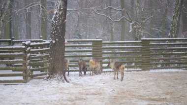 Ren geyiği karibu Kuzey Amerika, olarak da bilinir (Rangifer tarandus), circumpolar dağıtım, kutup, subarctic, tundra, boreal ve dağlık bölgelerinde Kuzey için yerel ile geyik familyasından.