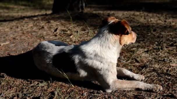 Gri köpek yatan ormanda yer. — Stok video