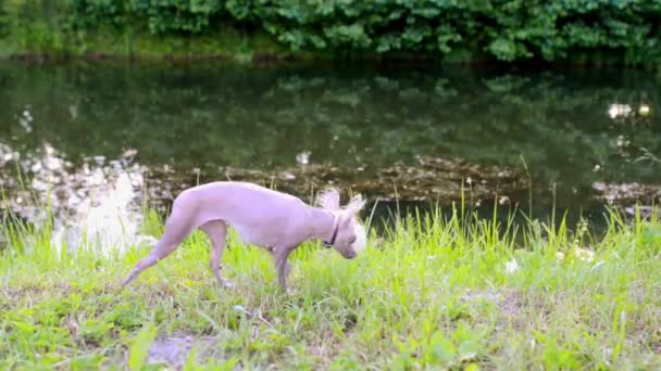 Chien à Crête Chinois Est Glabre Race De Chien Comme La Plupart Des Races De Chien Nu Chinois à Crête Se Décline En Deux Variétés Avec Ou Sans Fourrure Qui Sont Nés Dans La Même Portée Houppette