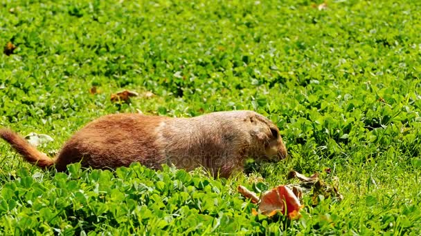 Gele grondeekhoorn (Spermophilus fulvus) is groot en stevig soort met naakte zolen op achtervoeten. Het komt voor in Afghanistan, China, Iran, Kazachstan, Turkmenistan, Oezbekistan en Rusland. — Stockvideo