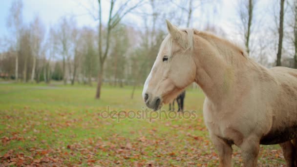 Palomino traje de caballo pastando en pastos. Palomino es un color de capa en caballos, que consiste en una capa de oro y melena blanca y cola . — Vídeos de Stock