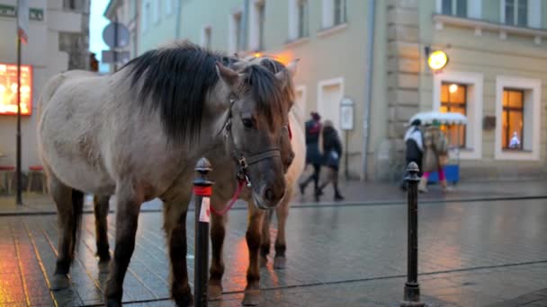 Två hästar på koppel i Grodzka gatan i Krakow. Krakow är näst största och en av Polens äldsta städer. Beläget på floden Wisła . — Stockvideo