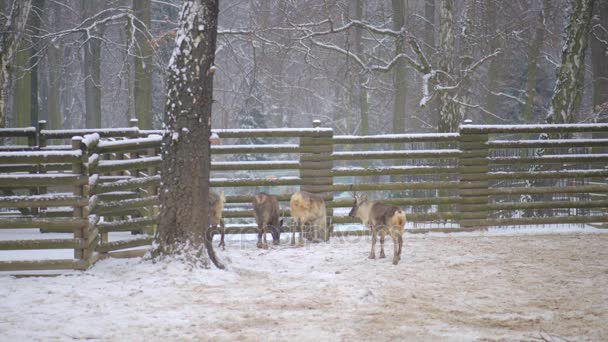 Олень (Rangifer tarandus), также известный как карибу в Северной Америке, является видом оленей с приполярным распределением, уроженцем Арктики, субарктики, тундры, бореала и горных регионов севера . — стоковое видео