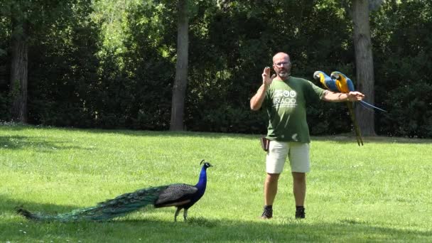 Porto, Portugal - 22 April-2017: Invoering van een trainer met vogels in Zoo Santo Inácio in Portugal. — Stockvideo