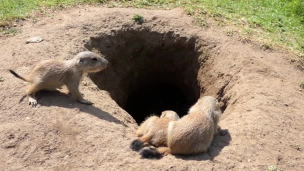 Yellow ground squirrel (Spermophilus fulvus) is large and sturdy species with naked soles on hind feet. It is found in Afghanistan, China, Iran, Kazakhstan, Turkmenistan, Uzbekistan and Russia. — Stock Video