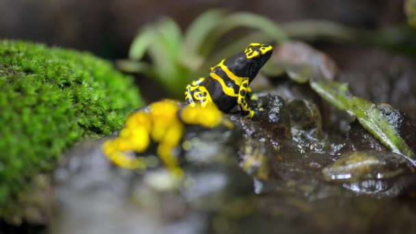 Dendrobates leucomelas (Dendrobates leucomelas) est une grenouille venimeuse de la famille des Dendrobatidae. .