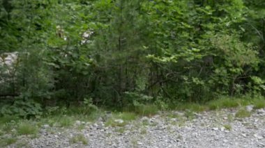 Eşek ya da eşek (Equus africanus asinus) at ailesinin, Atgiller Evcil üyesidir. Afrika yaban eşeği eşek vahşi atası olduğunu.