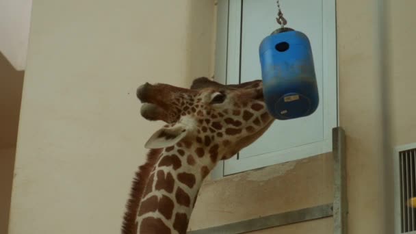 Girafe du Nord (Giraffa camelopardalis), également connu sous le nom de girafe à trois cornes, est proposé espèces de girafe originaire d'Afrique du Nord . — Video