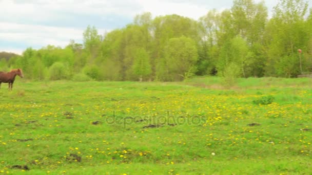 Bay Horse pâturages sur les pâturages d'été avec de l'herbe juteuse près du village .
