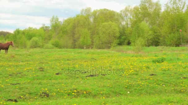 Baai paard graast op de zomer weide met sappig gras in de buurt van dorp. — Stockvideo