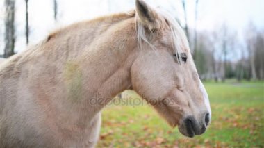 Palomino at takım mera otlatma. Palomino bir at nalı, altın ceket ve beyaz yele ve kuyruk oluşan kat rengindedir.