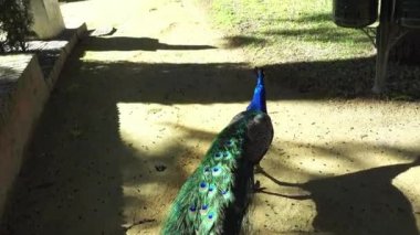 Hint tavuskuşu veya mavi tavus (Pavo cristatus), büyük ve parlak renkli kuş olduğunu tavus yerli Güney Asya, ama dünyanın birçok diğer bölgelerinde yılında tanıtılan türlerin.