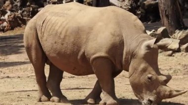 Beyaz gergedan veya kare dudaklı gergedan (Ceratotherium simum) en büyük kaybolmamış gergedan türüdür. Bu otlatma için kullanılan geniş ağızlı ve tüm gergedan türlerin çoğu sosyal.