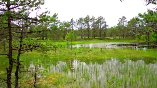 Panorama von sumpffeld in viru raba in lahemaa, estland. — Stockvideo