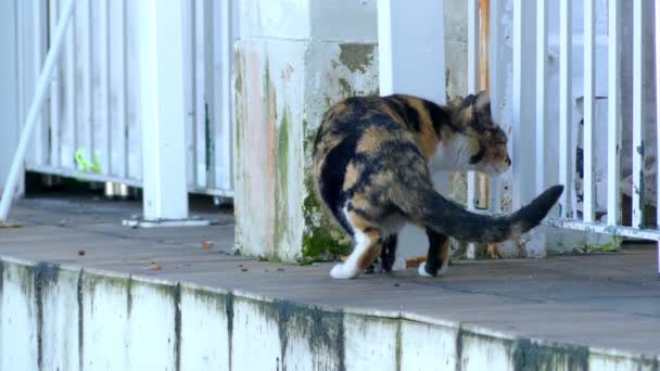 Gevlekte kat zit op het hek en kijkt rond. — Stockvideo