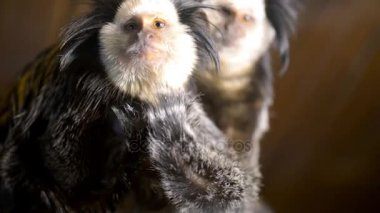Ortak marmoset (Callithrix jacchus) yeni dünya maymun var. Bu aslında kuzeydoğu Brezilya kıyılarında, Piaui, durumlarında Paraiba, Ceara yaşamış, Rio Grande do Norte, Pernambuco, Alagoas ve Bahia.