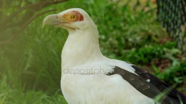 Palm-mutter gam (Gypohierax angolensis) eller vulturine fisk örn, är stor rovfågel i familjen hökartade rovfåglar (omfattar även många andra dagaktiva rovfåglar såsom drakar). — Stockvideo