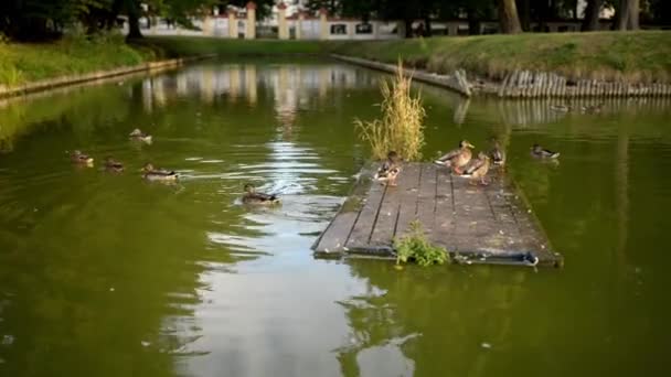 Crystal Palace is een historisch gebouw in Bialystok, Polen. Het werd ontwikkeld op de site van een eerdere gebouw in de eerste helft van de 18e eeuw door Jan Klemens Branicki. — Stockvideo