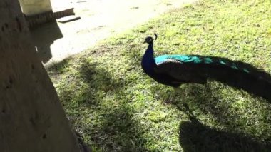 Hint tavuskuşu veya mavi tavus (Pavo cristatus), büyük ve parlak renkli kuş olduğunu tavus yerli Güney Asya, ama dünyanın birçok diğer bölgelerinde yılında tanıtılan türlerin.